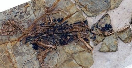 The skeleton of Xiaotingia (head is to the left)