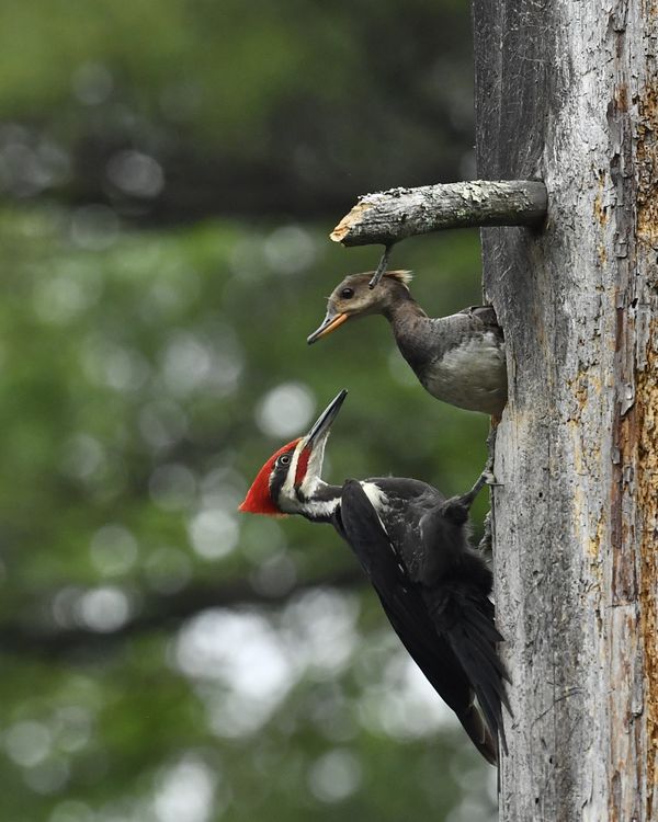 Common Merganser coming out of Pileated Woodpecker hole. thumbnail