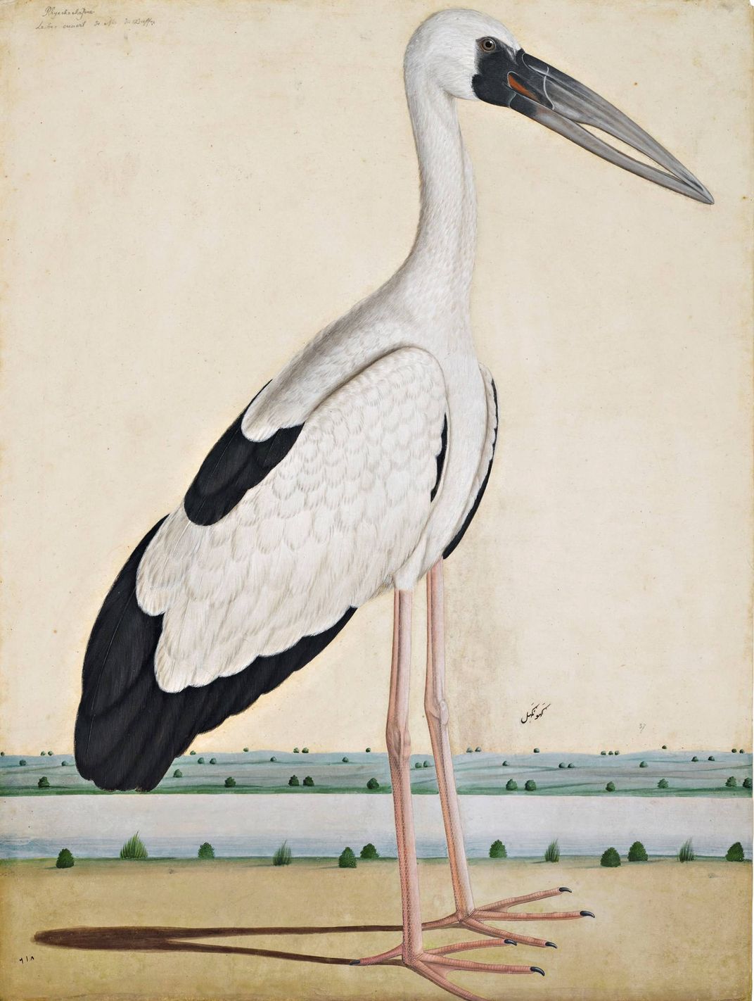 Asian Openbill Stork in a Landscape