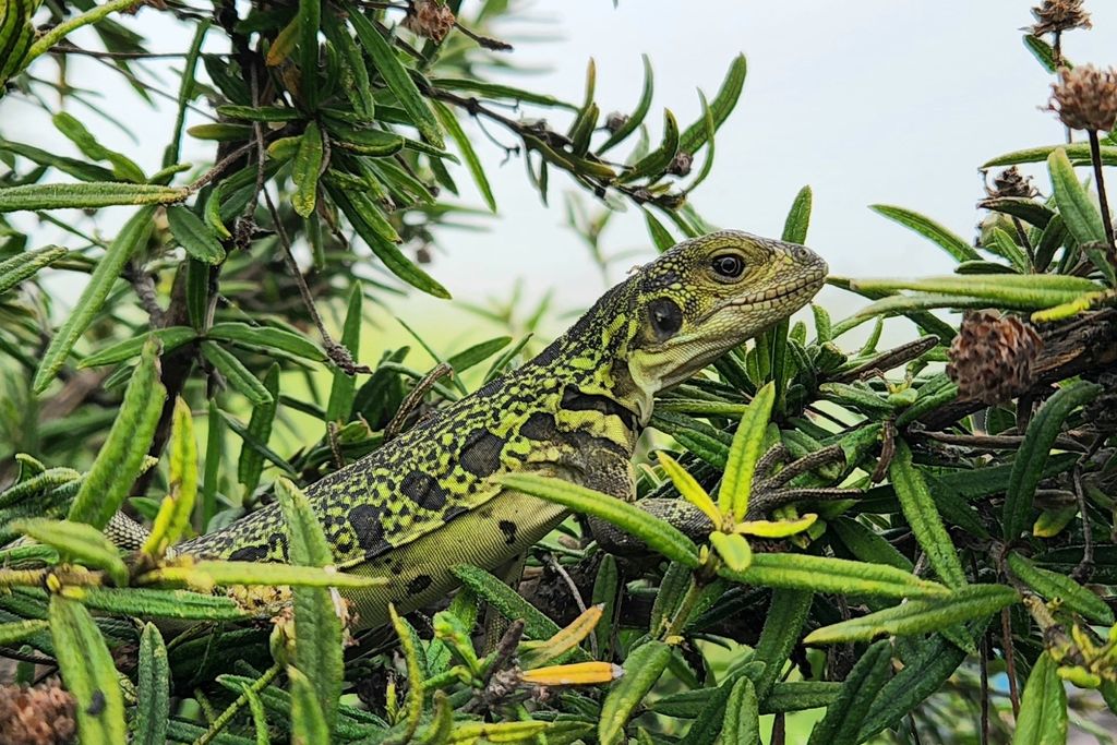 a yellow and brown iguana