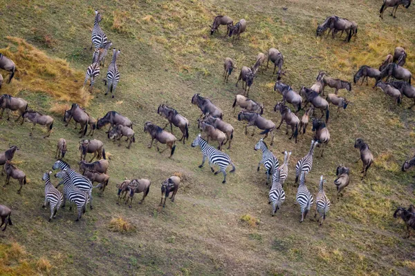 Great migration in savanna thumbnail