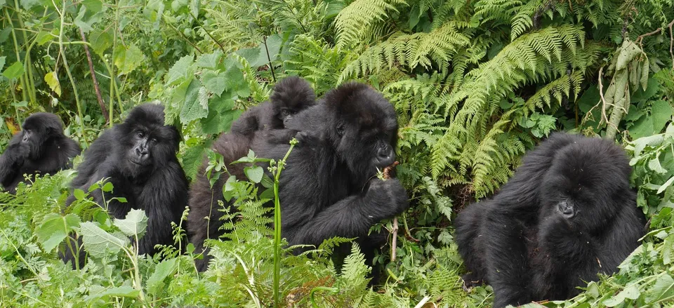  Gorilla family, Volcanoes National Park 