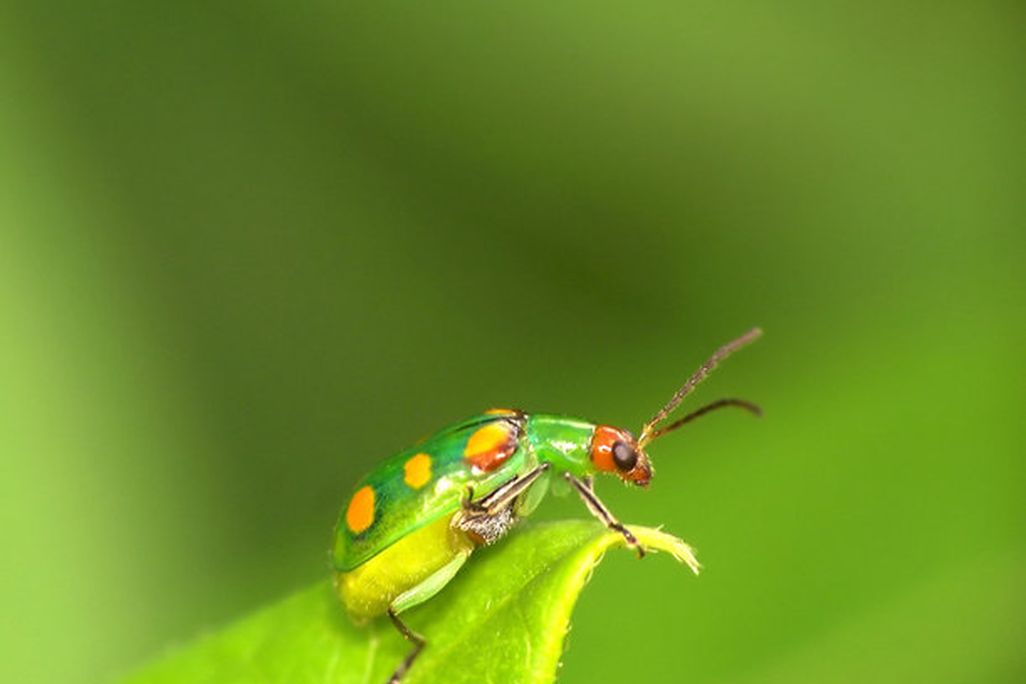 When rains come, this curcurbit beetle is most definitely not looking for love.