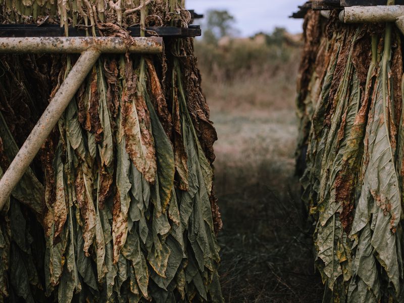 Tennessee Tobacco Smithsonian Photo Contest Smithsonian Magazine