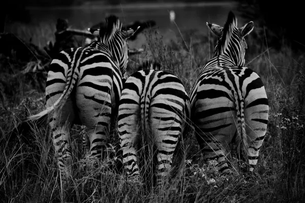 Striped Synchrony thumbnail