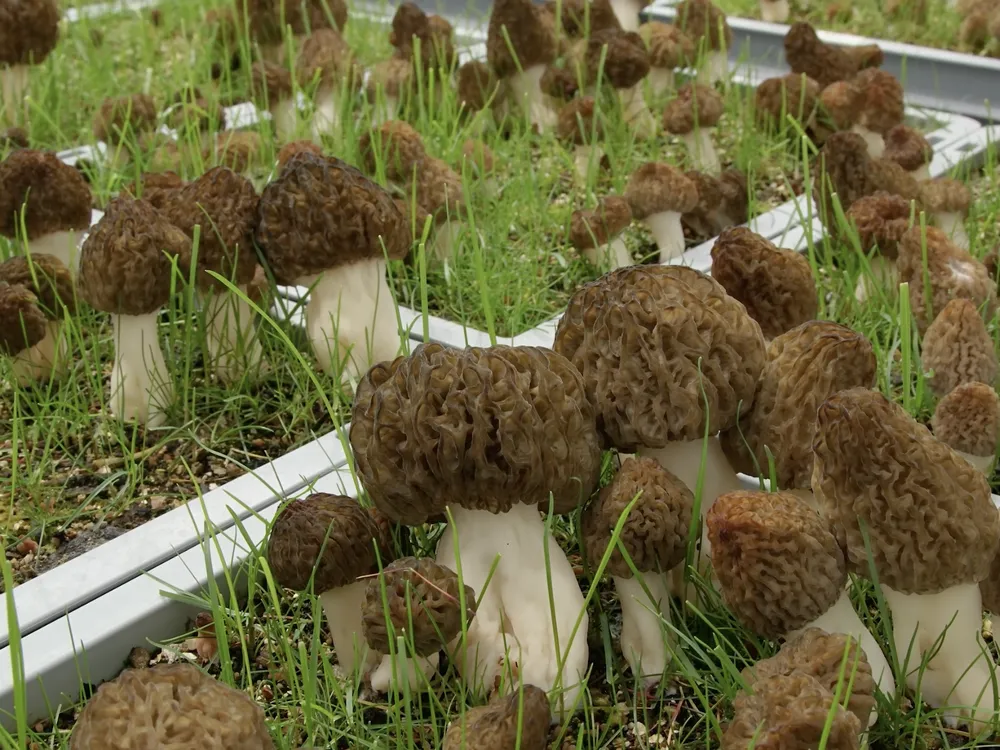 An image of various morels growing in tubs and grass. The mushrooms are have distinct brown, wrinkled caps.