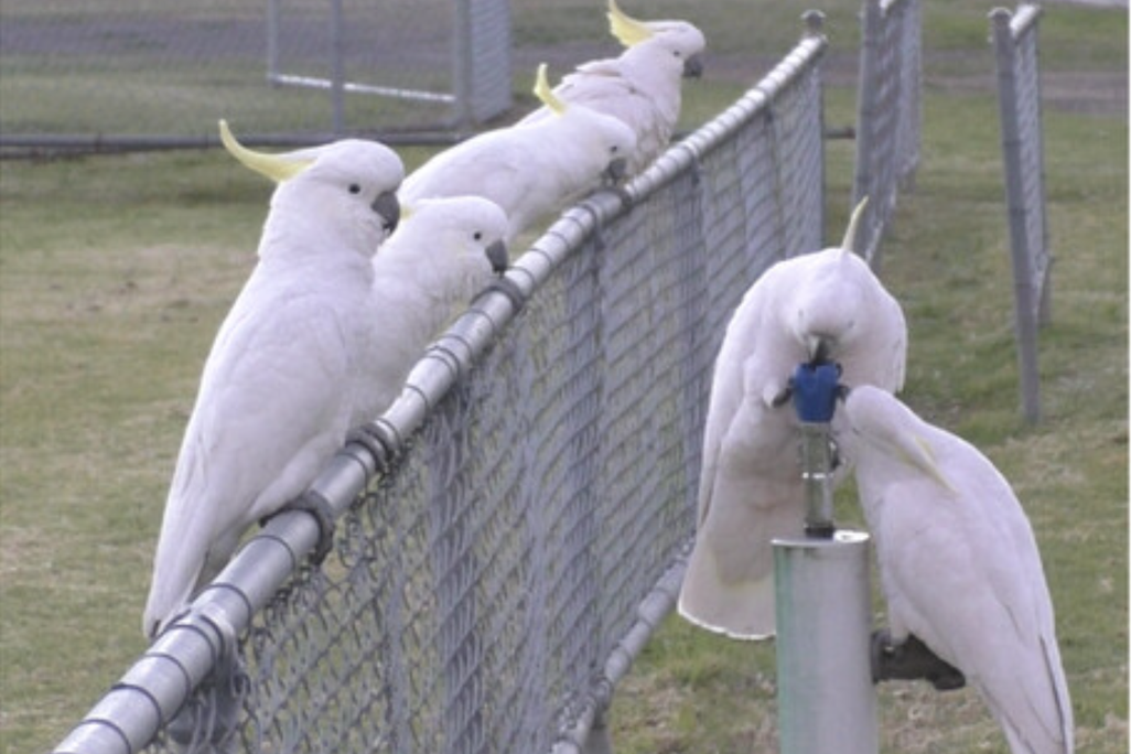 a group of cockatoos at a fountain