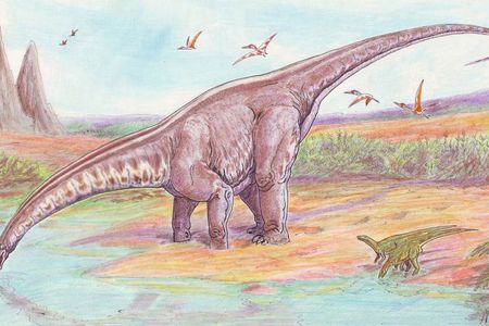 A restoration of Apatosaurus