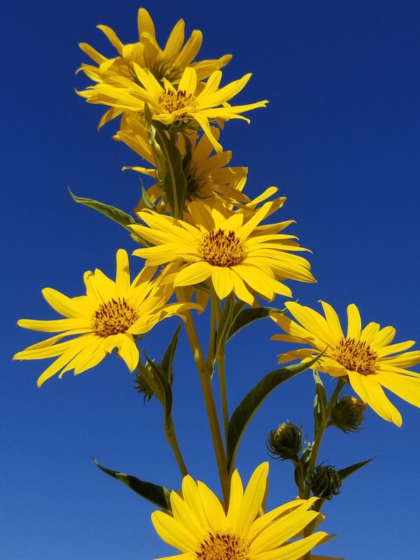 Sunflowers in my yard thumbnail