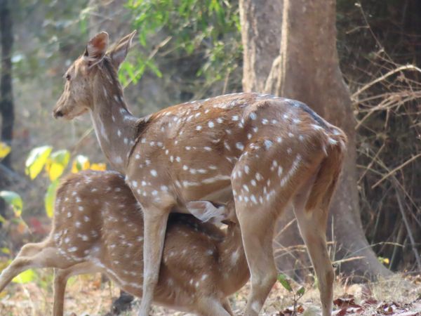 Mother spotted deer feeding her baby thumbnail