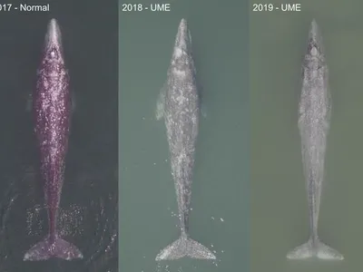 Three adult gray whales photographed via drone in 2017, 2018 and 2019 in Laguna San Ignacio off the coast of Mexico. The three shots show increasingly skinny whales, a bad sign for an animal that needs to make a 10,000-mile return trip to reach its feeding grounds. 