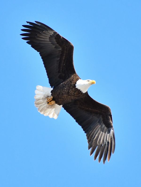 Bald Eagle Above My House Minnesota River Valley thumbnail