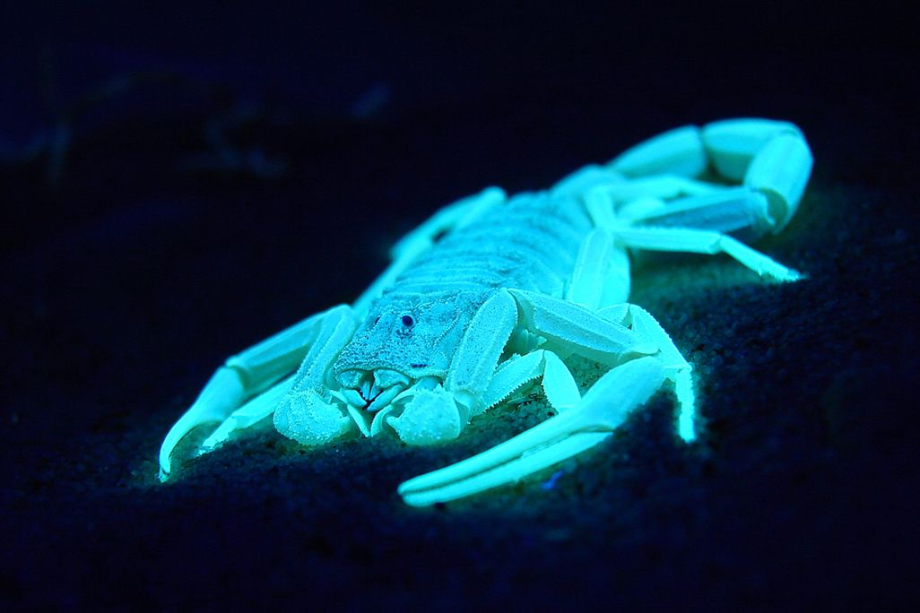 Scorpions are among the animals that fluoresce. 