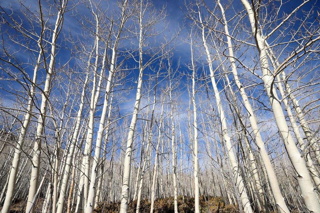 Pando trees