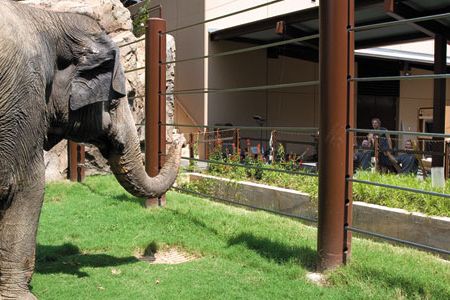 Shanthi, a 34-year-old female, checks out the Zoo's new digs for Asian elephants.