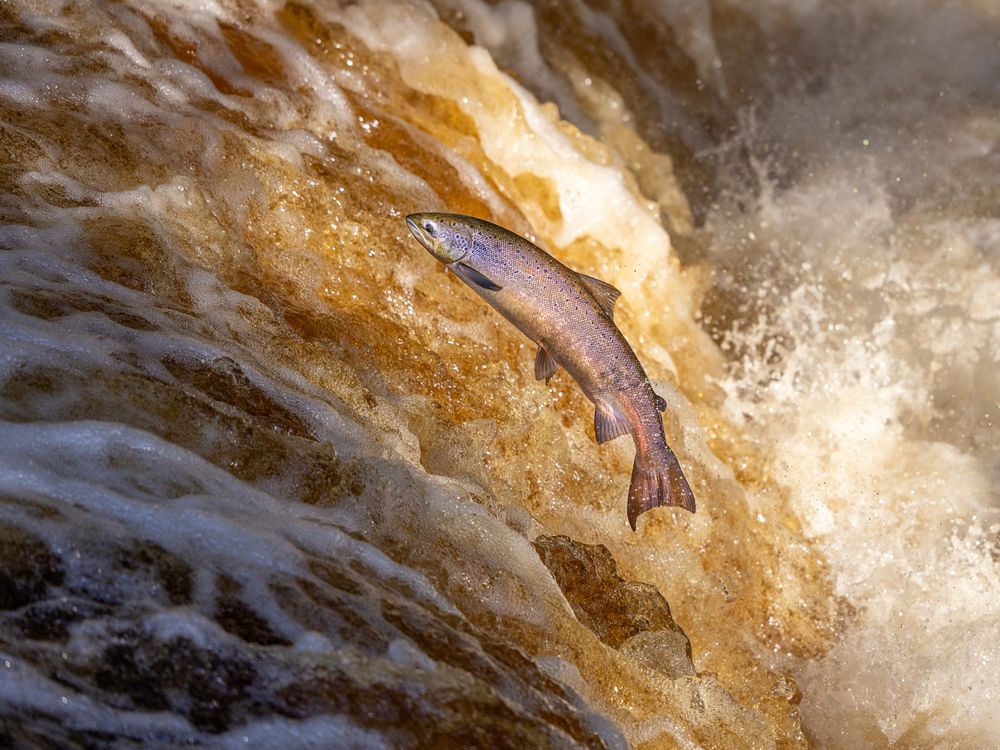Salmon swimming up a waterfall