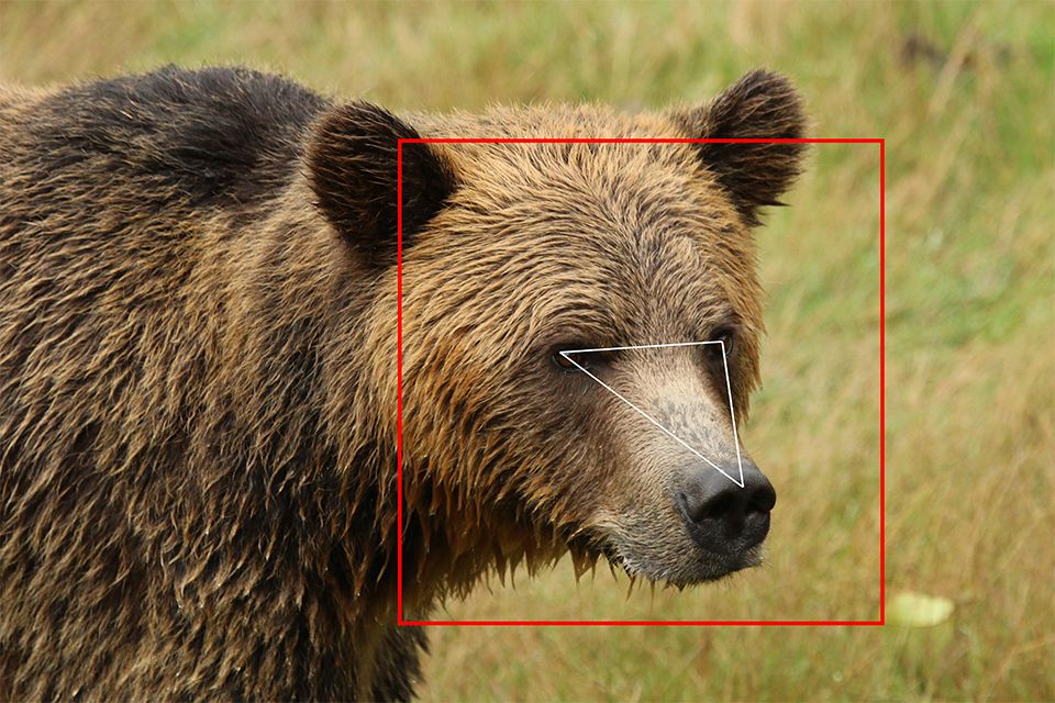 An image of a grizzly bear's face with a red square around its head and white triangle drawn between its eyes and nose