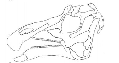 Line drawings of the skulls of Acristavus (top), Maiasaura (middle), and Brachylophosaurus (bottom)