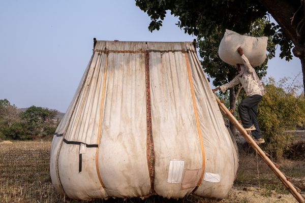 Harvesting grass, India thumbnail