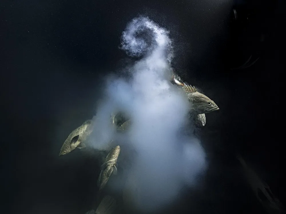 A handful of groupers swarm near a while cloud of gametes against black background