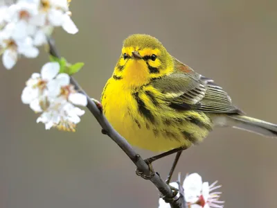 A prairie warbler greets the spring in New Jersey.