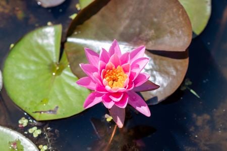 A flower with bright pink petals and a yellow interior blooms on the surface of a water near several green and brown lily pads.