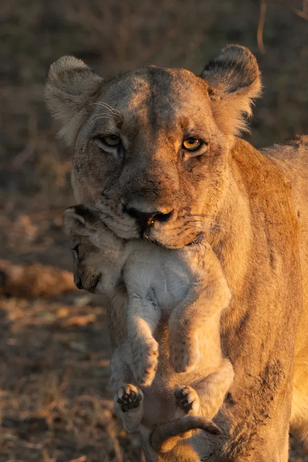 Life Carried Forward thumbnail