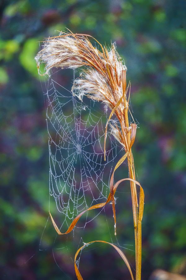 Nature’s Tapestry thumbnail