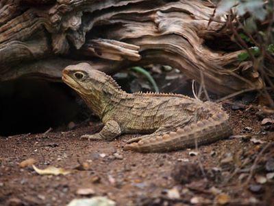 The Tuatara, Sphenodon punctatus, is a unique reptile found in New Zealand. New research suggests the species has two mitochondrial genomes. (Robert Sprackland)