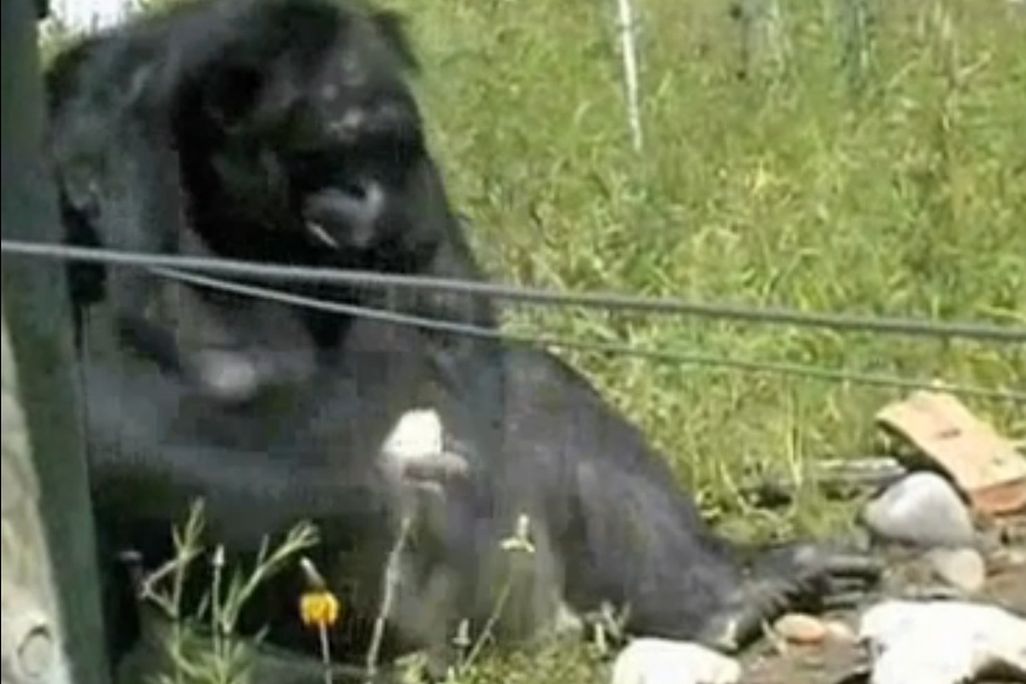 Kanzi creates his hominid-rivaling tools.