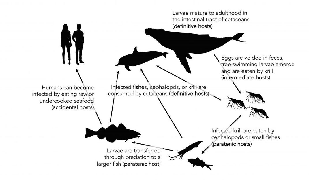 The life cycle of an Anisakis worm. 