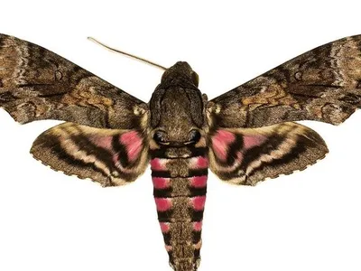 The National Museum of Natural History’s Lepidoptera collection holds up to half of the world's species of hawk moths, important pollinators for many wild ecosystems. There are over 1450 species of hawk moths in total on Earth. 