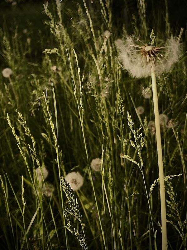 Dandelions In The Tall Grass thumbnail