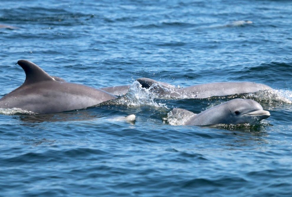 dolphins mating with people