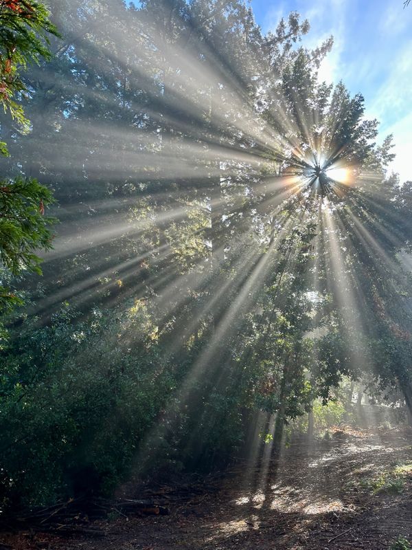 Sunlight through the trees thumbnail