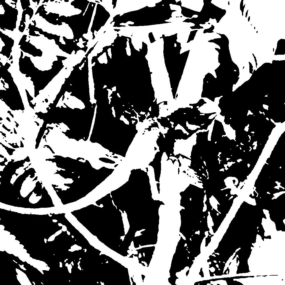 a Mooney image in high contrast