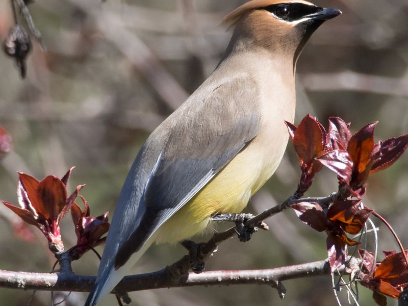 Cedar Waxwing Smithsonian Photo Contest Smithsonian Magazine