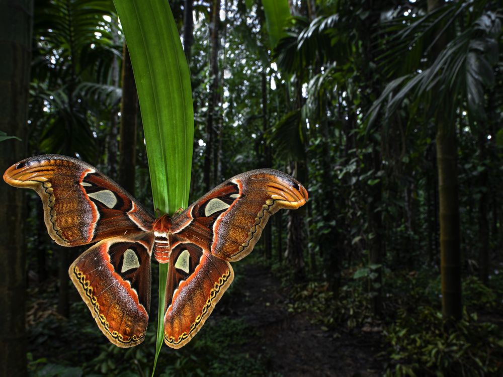 Atlas moth on a long leaf