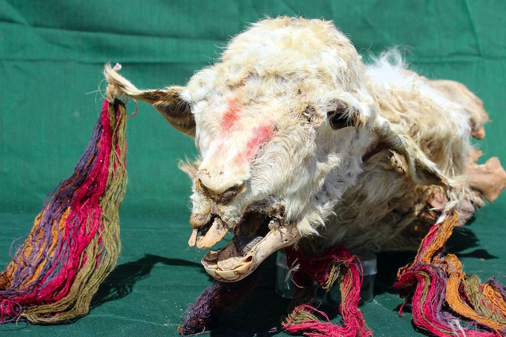 Decorated llama