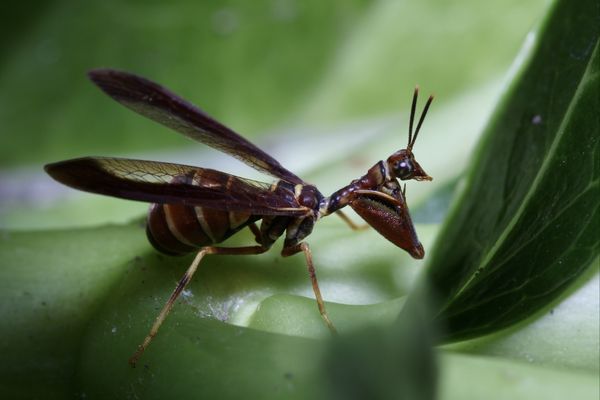 Natures Frankenstein: The Wasp Mantidfly thumbnail
