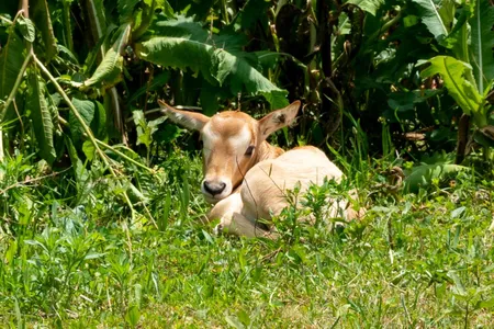 Born June 30, the new scimitar-horned oryx is already beginning to explore her surroundings.