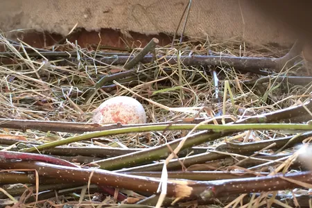 The fake egg looks and feels the same as a real vulture egg.