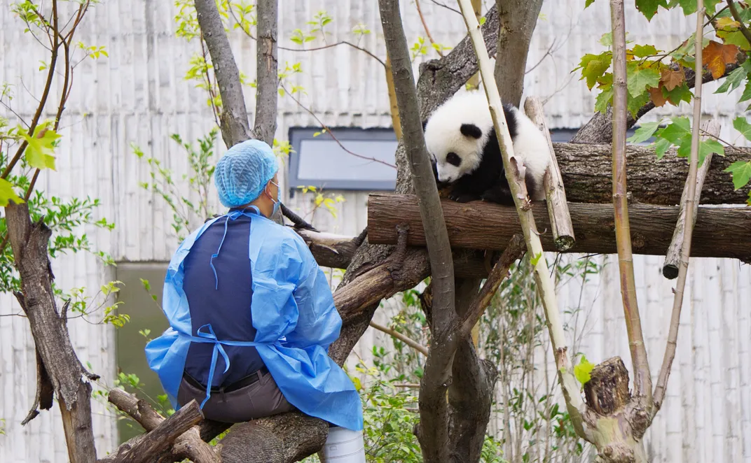 Young panda with keeper in a tree