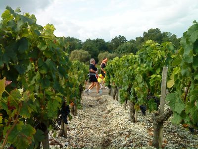 Runners pass by a vineyard in France during the 2008 Marathon du Medoc  