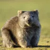Tasmania Is Hiring for a 'Wombat Walker' and Other Odd Jobs icon