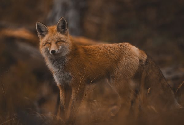 Smiling Fox thumbnail
