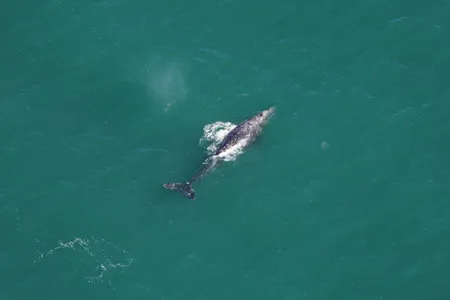 The gray whale was spotted during an aerial survey on March 1, about 30 miles off the coast of Nantucket.