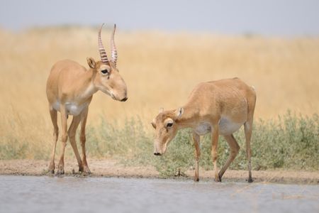 Saiga at the watering hole in a federal nature reserve in Kalmykia, Russia
