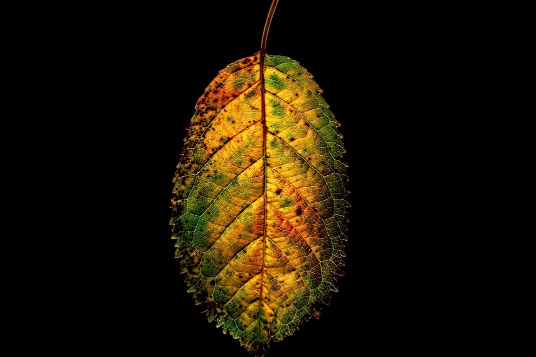 4 - According to scientists, length of night, weather and pigment all play in part in the changing colors of leaves.