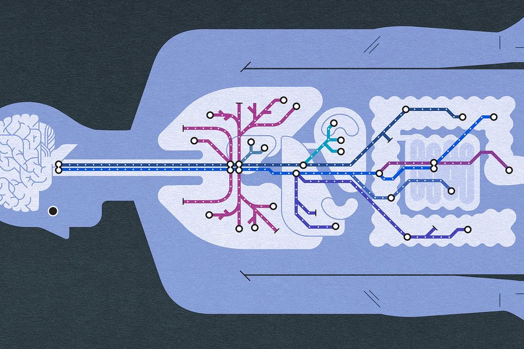 Vagus Nerve Graphic